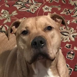 Meet your Posher, Vincent